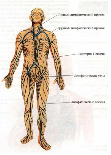 Потеть полезно или вредно?2