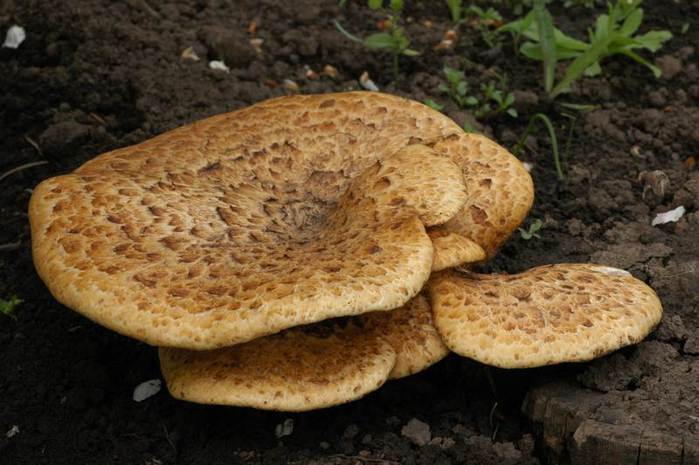 Эти вкусные грибы можно встретить на деревьях летом после дождя