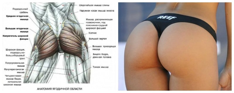 Анатомия ягодичных мышц