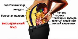 виды жира в теле человека