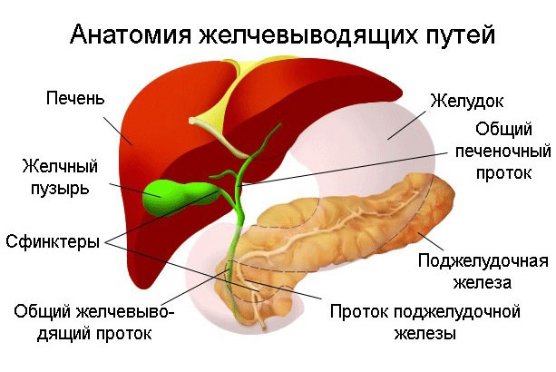 желчевыводящие пути