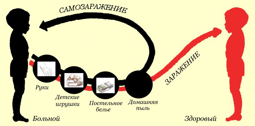 Схема самозаражения и заражения здорового ребенка