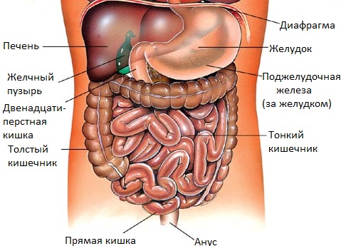 Органы брюшной полости