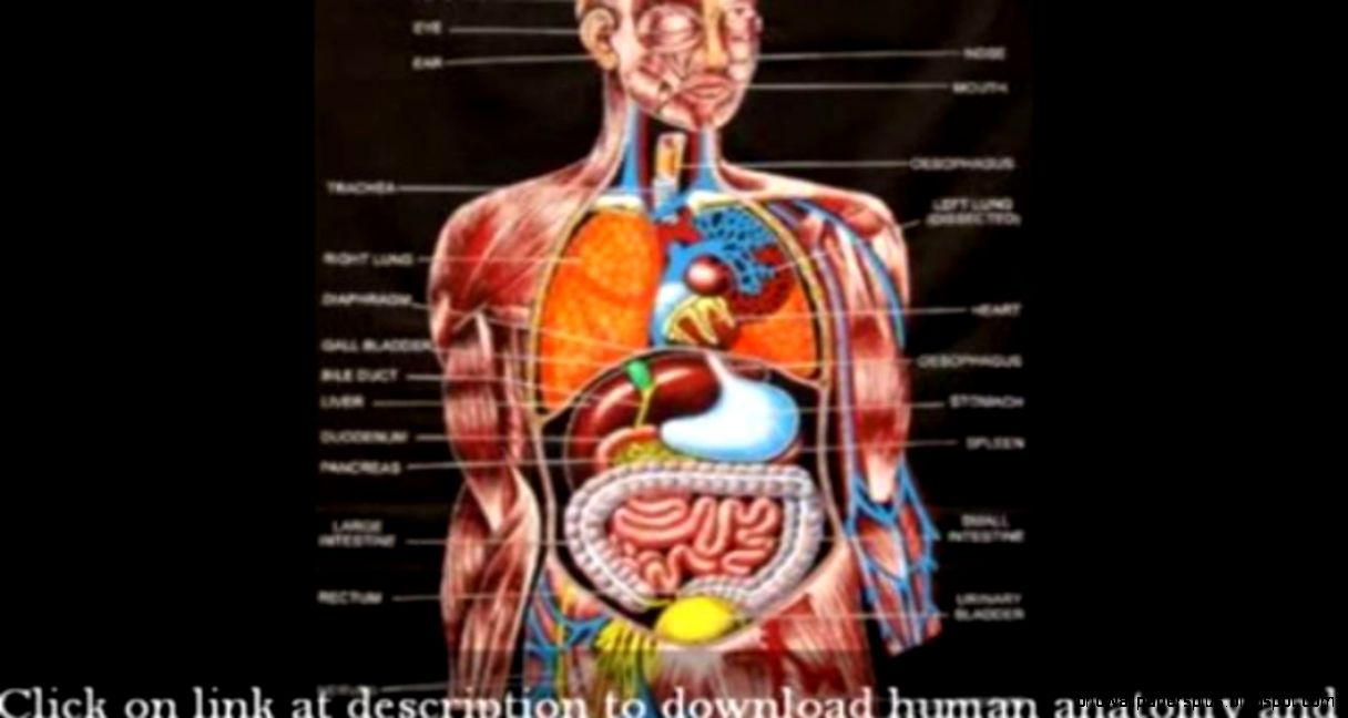 Органы человека расположение с названиями. Внутренние органы человека. Расположение органов у человека. Анатомия человека внутренние органы. Атлас внутренних органов человека.