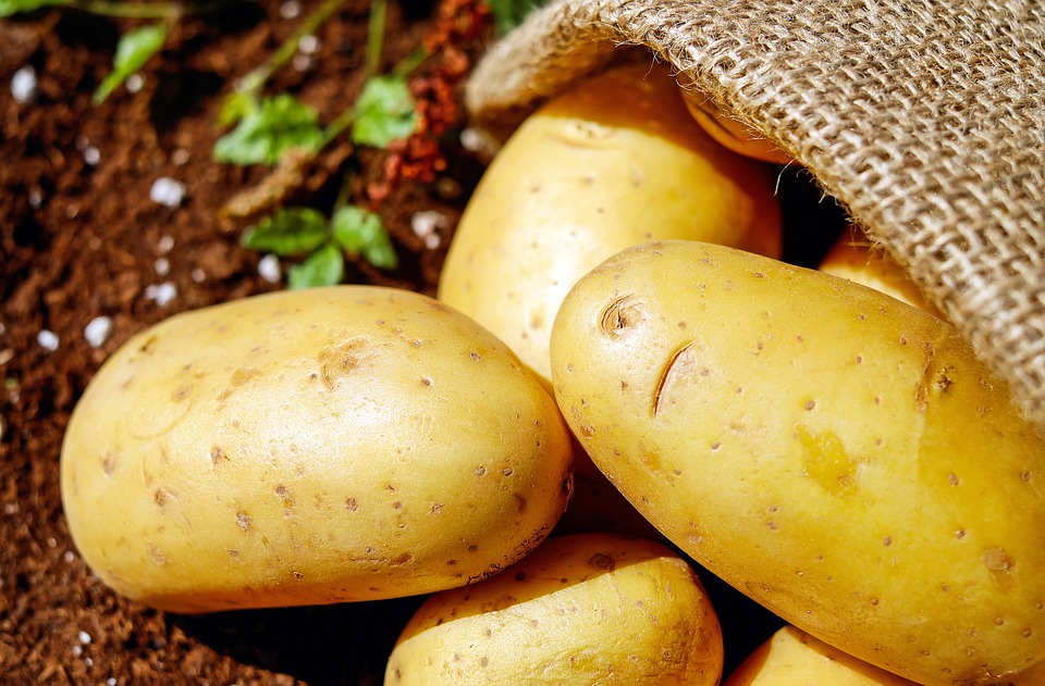 Чем полезен картофель для организма человека?