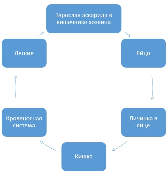Схема цикла развития аскариды человеческой
