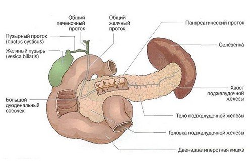 Поджелудочная железа строение и анатомия