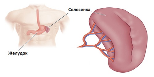 Селезенка