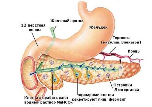 Строение ПЖ