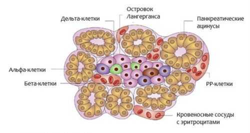 Островки Лангерганса поджелудочной железы