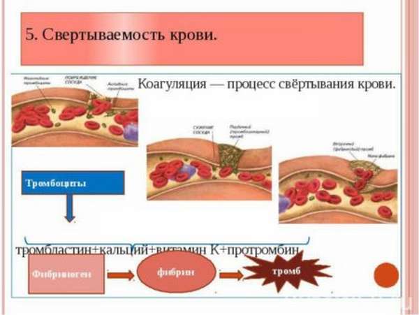 Какими продуктами можно повысить свертываемость крови, и что стоит исключить из рациона?