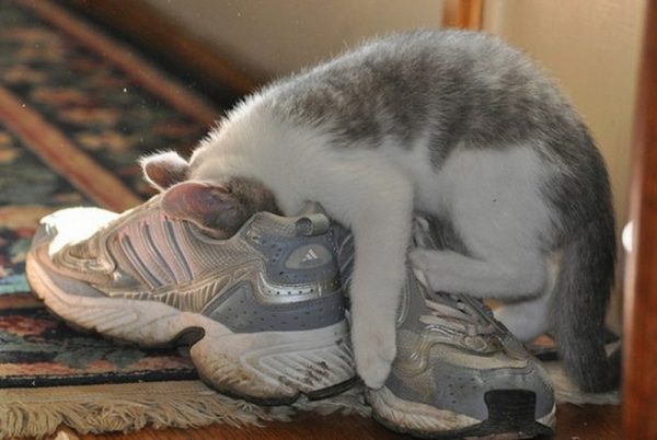 Кот засунул голову в кроссовок