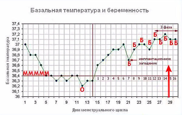 По показателям базальной температуры можно определить беременность