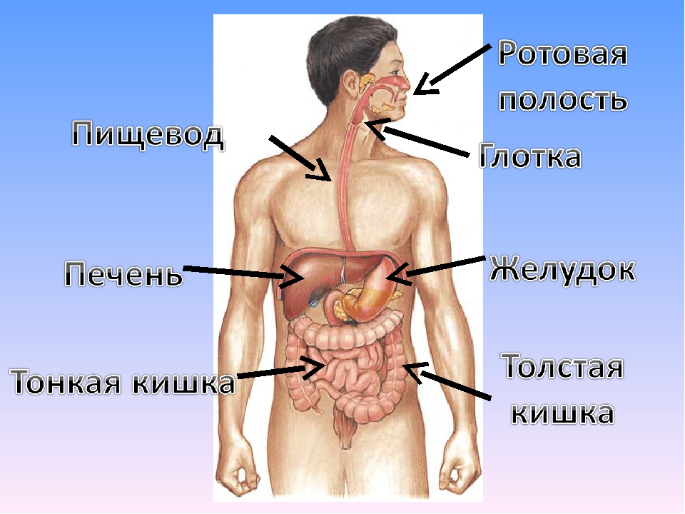 Органы желудок кишечник печень. Организм человека желудок. Тело человека пищеварительная система.