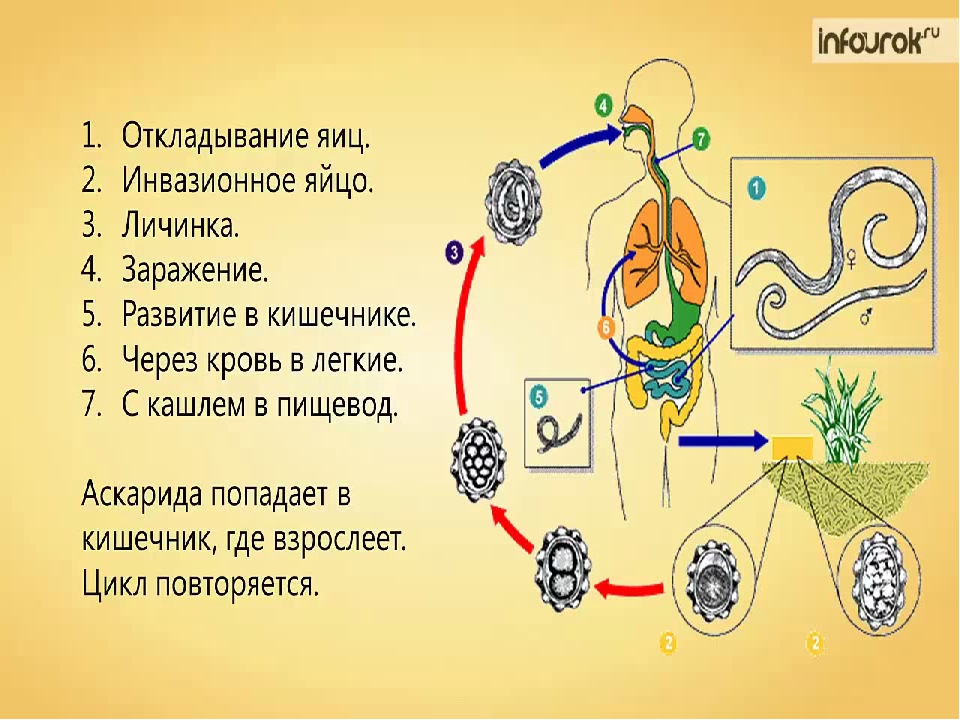 Какой вред могут причинять взрослые аскариды организму. Аскарида строение жизненный цикл. Жизненный цикл аскариды (Ascaris). Тип круглые черви цикл развития аскариды. Жизненный цикл аскариды человеческой схема.