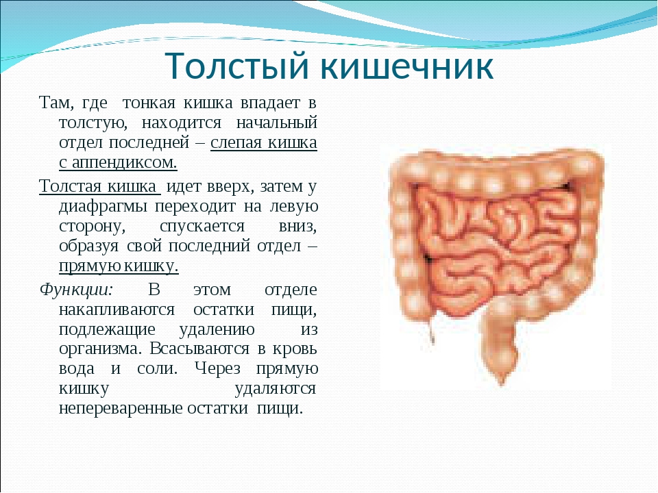 Где находится толстый кишечник у человека картинки