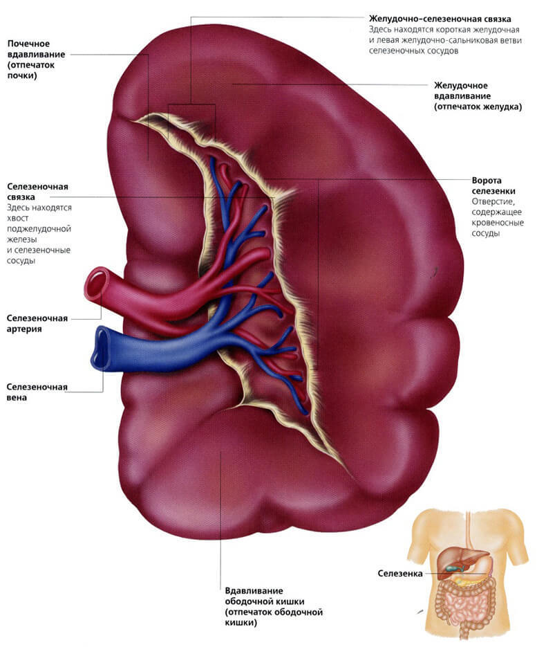 Селезенка — «сердце» лимфосистемы нашего тела