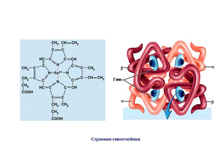строение гемоглобина