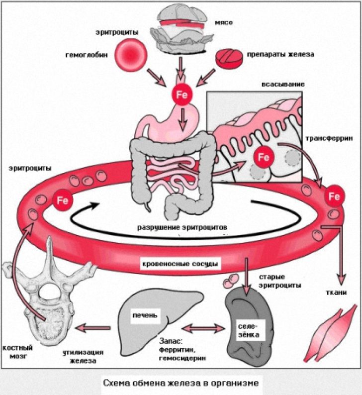 схема обмена железа в организме