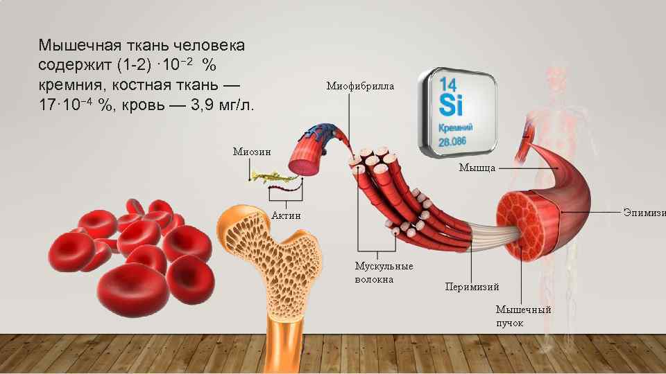 кремний в костной ткани