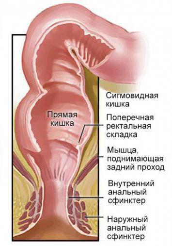 сфинктер прямой кишки