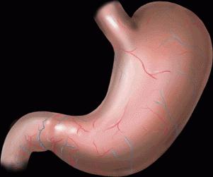 Желудок: строение и функции