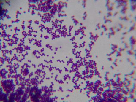 staphylococcus epidermidis 10 3