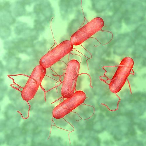 enterobacter cloacae в кале