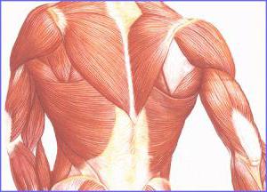 атрофия мышц. лечение методом бубновского