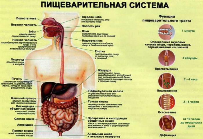 толстая кишка функции