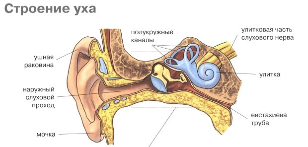 Полукружные каналы