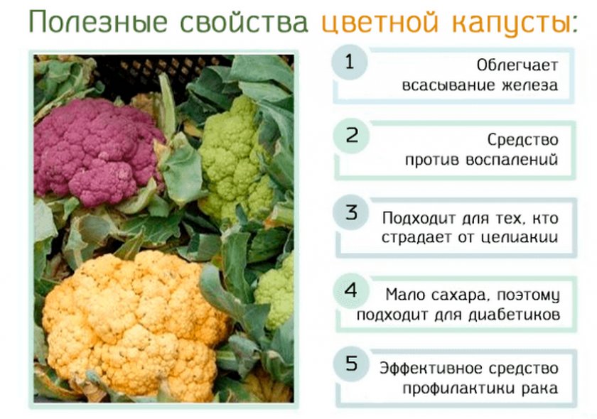 Польза цветной капусты