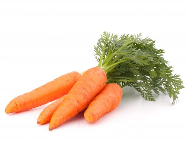 Употребление моркови при гастрите