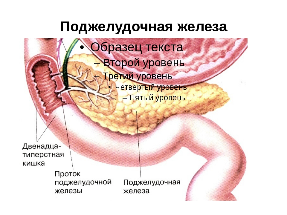 Покажи картинку поджелудочной железы. Строение поджелудочной железы анатомия. Фатеров сосочек поджелудочной железы анатомия. Поджелудочная железа рисунок. Поджелудочная на картинке человека.