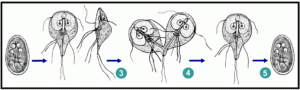 Развитие лямблии