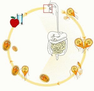 Заражение лямблиями