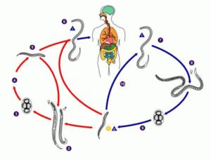 Жизнь аскарид