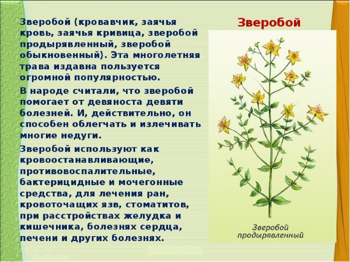 Вздутие живота и газообразование - причины и лечение: лекарства, народные средства, диета, рекомендуемые продукты