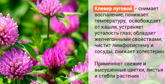 Препараты для чистки сосудов от холестерина и бляшек, травы, народные средства