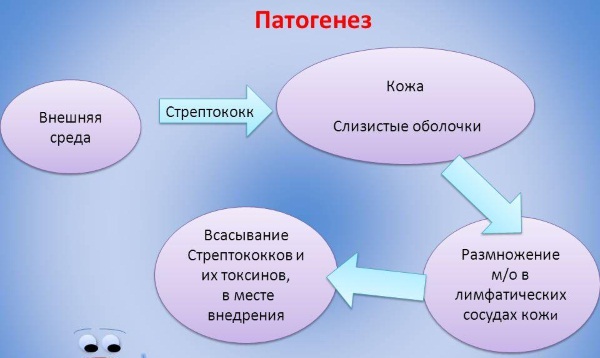 Рожистое воспаление ноги, голени. Симптомы, лечение в домашних условиях антибиотиками, народные средства, медикаментозное