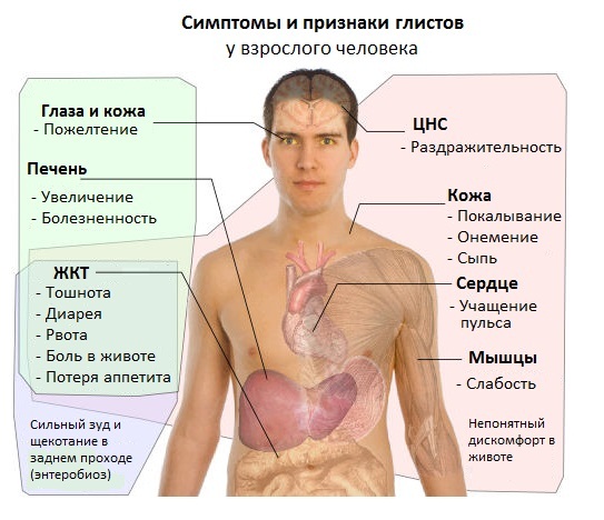 Признаки глистов у человека. Симптомы, названия, разновидности. Анализ крови, кала, лечение народными средствами, препараты