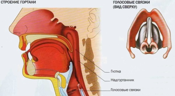 Как лечить осипший голос у взрослого. Народные средства, медикаменты, гомеопатия