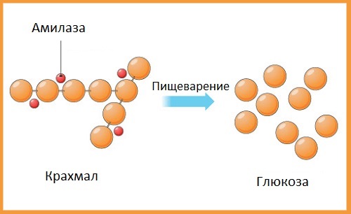 Альфа амилаза повышена в крови. Причины, что это значит, лечение у взрослых, детей