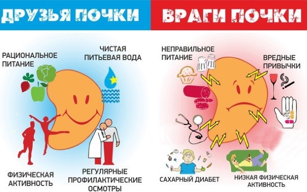 Диета при пиелонефрите почек у женщин. Меню на неделю по дням, что нельзя