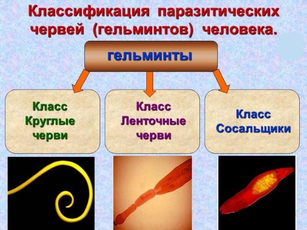 Глистная инвазия. Симптомы, диагностика и лечение у взрослых и детей