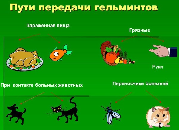 Глистная инвазия. Симптомы, диагностика и лечение у взрослых и детей