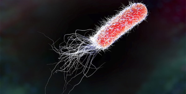 Escherichia coli. Что это такое в посеве мочи на флору, мазке у женщин. Лечение