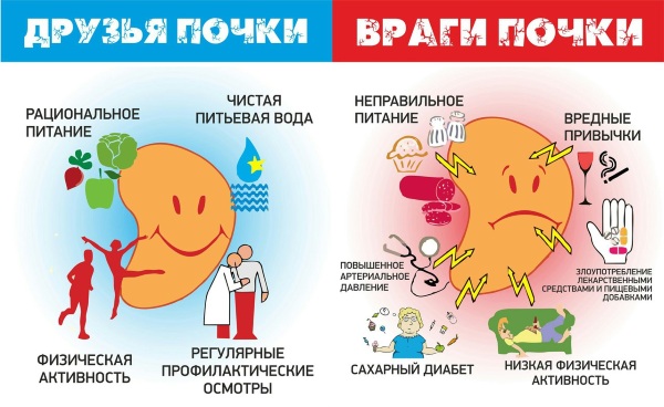 Продукты полезные для почек и вредные при беременности, диабете, пиелонефрите, воспалении, камнях