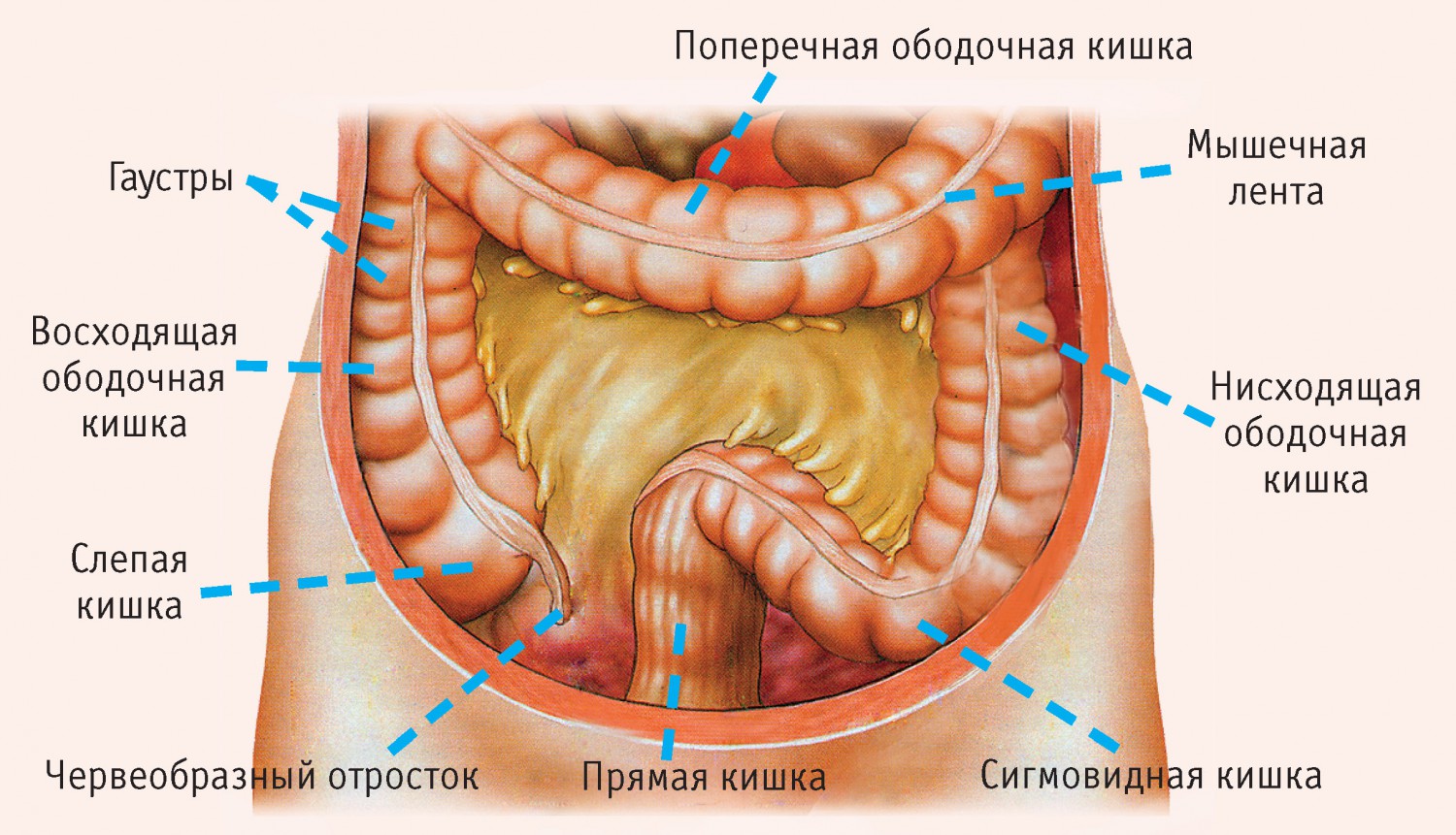 Вздутие живота с правой стороны: причины