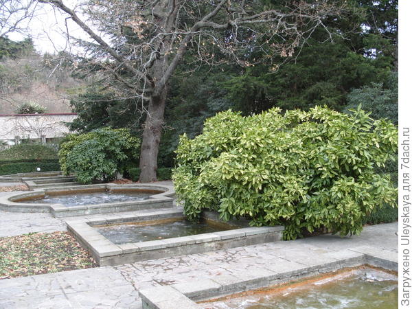 Аукуба японская пестролистная зимой в парке